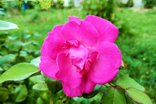 Beautiful bright roses in the garden on a sunny clear day