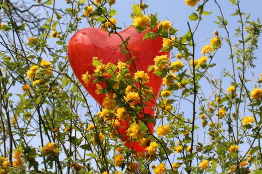 The picture shows a red heart balloon in the kerria