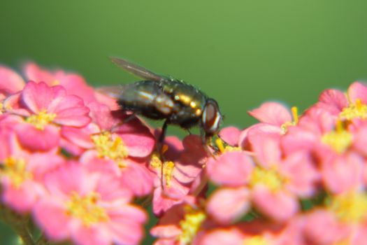 A fly attended a red-flowered bloom