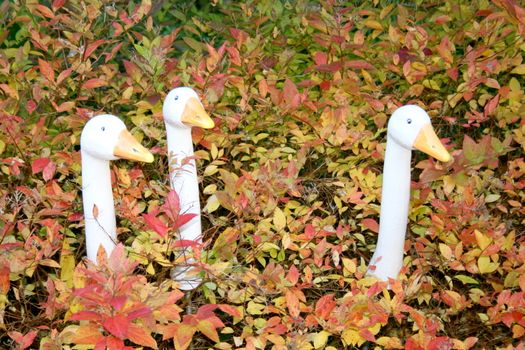 a portrait of a white goose 