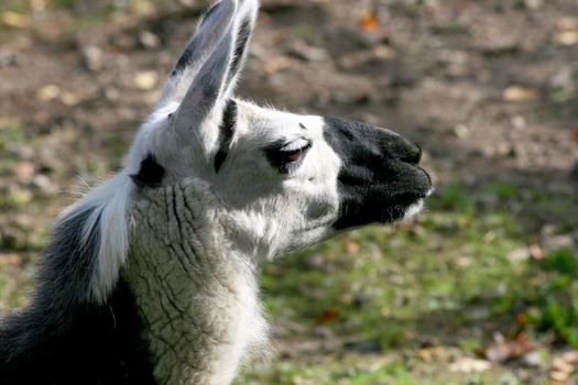 a portrait shot of a trusting Lama 