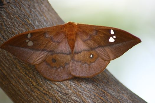 A very nice colorful butterfly