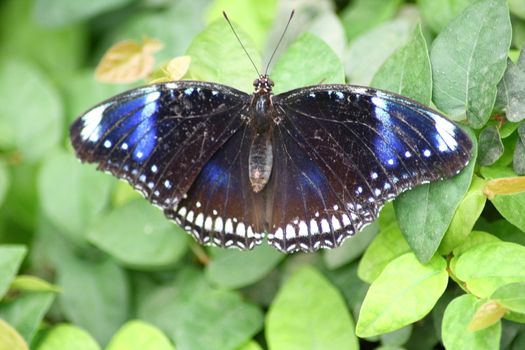 A very nice colorful butterfly