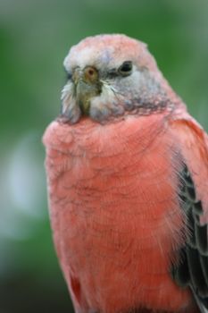 Portrait of a Bourkesittich (Neopsephotus bourkii) 