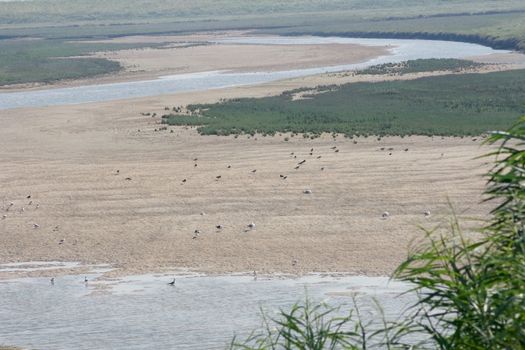 Nature Reserve (Het Zwin) bordering Belgium Netherlands