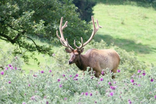 An elk Bull (Cervus canadensis) in the high grass