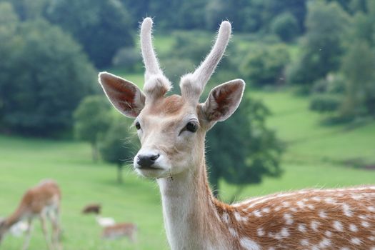 A young deer antlers, the bull still in the bast)