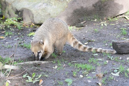 the coati (Nasua) a predator from South America 