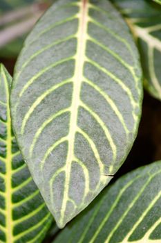 The green leaf of a cocoa tree