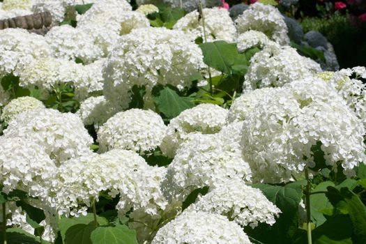 A white flowering hydrangea bush with many flowers