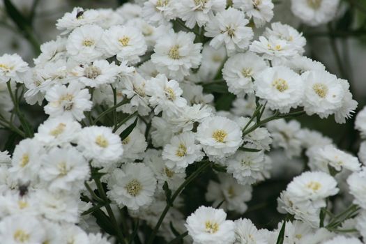 A white-flowering yarrow (Achillea ptarmica "Pearl"), also known as swamp filled Yarrow