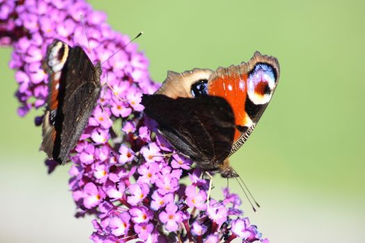 Peacock, (Inachis io) suck the nectar