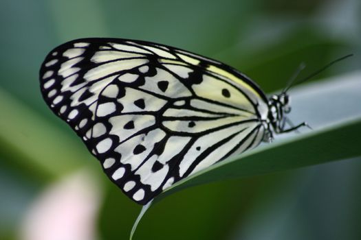 A very nice colorful butterfly