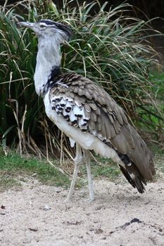 The Kori Bustard (Ardeotis kori) lives in Africa's savannas