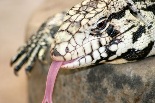 Portrait of a Gila Monster (Heloderma suspectum)