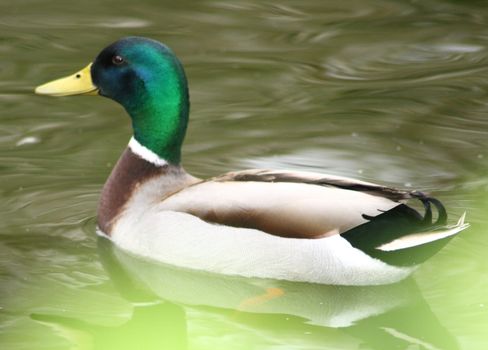 Side view of a floating mallard drake