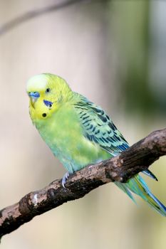 Budgerigar (Melopsittacus undulatus) is a small parrot occurring in Australia