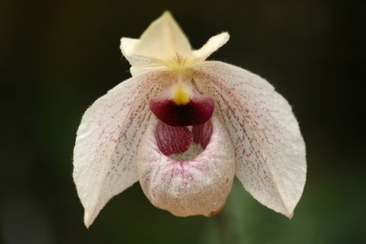 The colorful bloom a aphiopedilum (Magic Lantern)