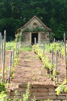 A romantic little cottage in a vineyard