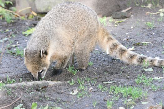 the coati (Nasua) a predator from South America