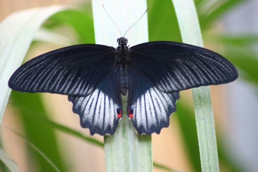 A very nice colorful butterfly