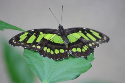 The scarce bamboo page or dido longwing (Philaethria dido) is a butterfly in the family Nymphalidae	Der Pracht-Passionsfalter (Philaethria dido) ist ein Schmetterling (Tagfalter) aus der Familie der Edelfalter (Nymphalidae)
