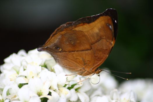 A very nice colorful butterfly