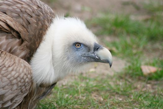 Portrait of a griffon vulture (Gyps fulvus) 