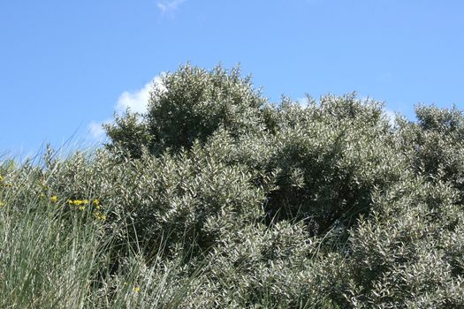 seen grey Bush against the blue sky