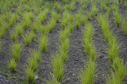 Green ornamental grass in series on slate floor