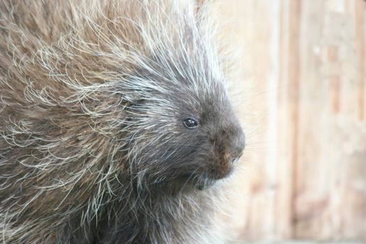 Porcupine (Hystricidae) is a rodent with quills