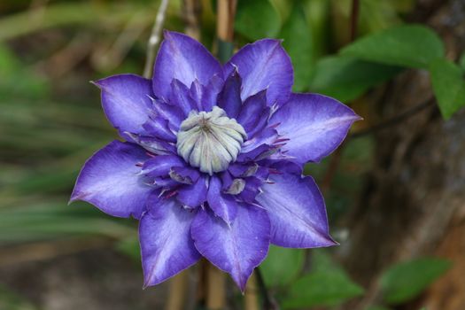 Closeup of a blue flowering clematis (Clematis)