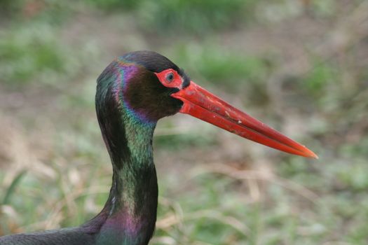 Portrait of a Black Stork (Ciconia nigra) 