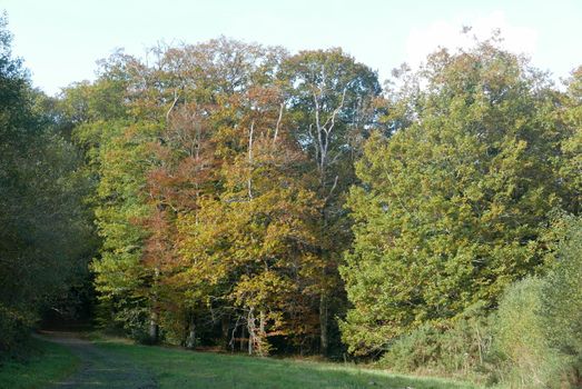 walk in the Brittany countryside in Finistere, France.
discovery of the flora and fauna of the forests