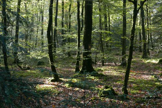 walk in the Brittany countryside in Finistere, France.
discovery of the flora and fauna of the forests