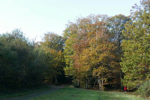 walk in the Brittany countryside in Finistere, France.
discovery of the flora and fauna of the forests