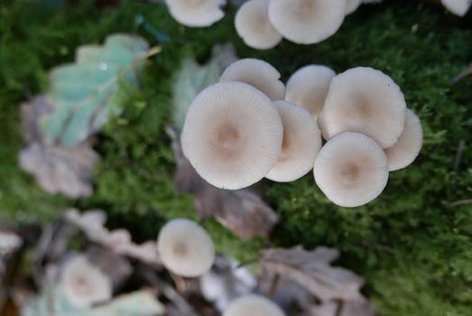 walk in the Brittany countryside in Finistere, France.
discovery of the flora and fauna of the forests