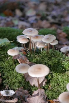 walk in the Brittany countryside in Finistere, France.
discovery of the flora and fauna of the forests