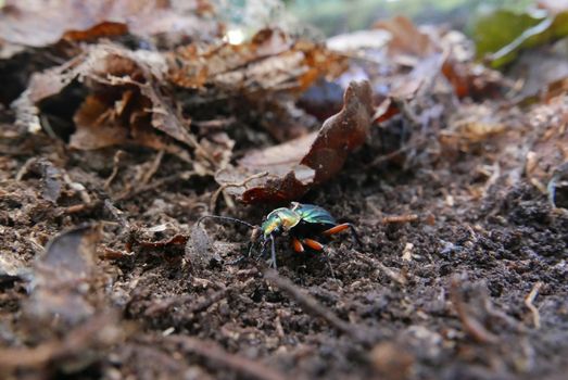 walk in the Brittany countryside in Finistere, France.
discovery of the flora and fauna of the forests