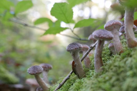 walk in the Brittany countryside in Finistere, France.
discovery of the flora and fauna of the forests
