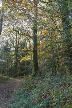 walk in the Brittany countryside in Finistere, France.
discovery of the flora and fauna of the forests
