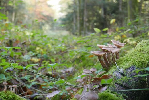 walk in the Brittany countryside in Finistere, France.
discovery of the flora and fauna of the forests