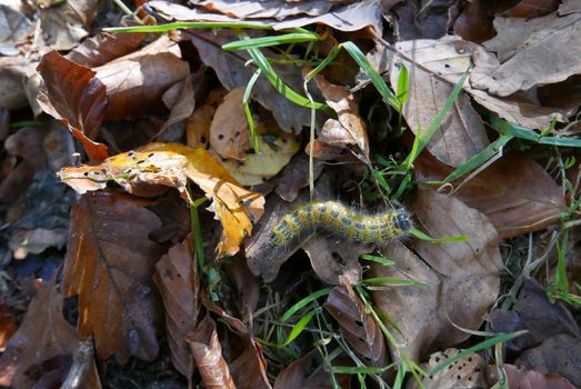 walk in the Brittany countryside in Finistere, France.
discovery of the flora and fauna of the forests