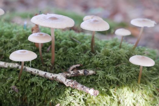 walk in the Brittany countryside in Finistere, France.
discovery of the flora and fauna of the forests