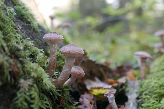 walk in the Brittany countryside in Finistere, France.
discovery of the flora and fauna of the forests
