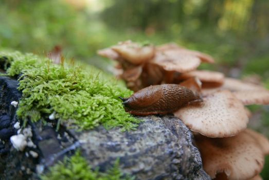 walk in the Brittany countryside in Finistere, France.
discovery of the flora and fauna of the forests