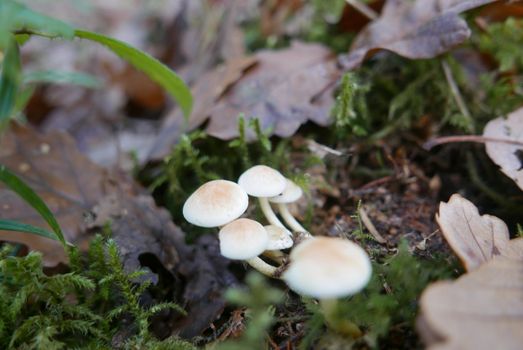 walk in the Brittany countryside in Finistere, France.
discovery of the flora and fauna of the forests