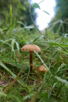 walk in the Brittany countryside in Finistere, France.
discovery of the flora and fauna of the forests