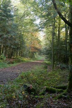 walk in the Brittany countryside in Finistere, France.
discovery of the flora and fauna of the forests