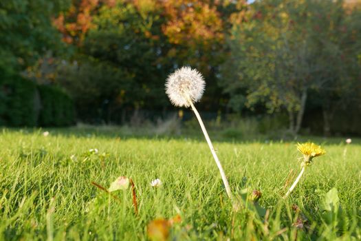 walk in the Brittany countryside in Finistere, France.
discovery of the flora and fauna of the forests